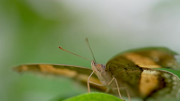 Extreme macro of wild yellow butterfly body resting on green leaf in wilderness