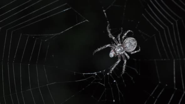 Spider Hunt on Web at Night