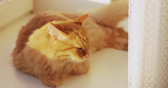 Cute Ginger Cat Lying on Windowsi 