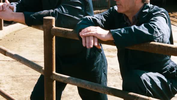 Two cattle farmers interacting with each other