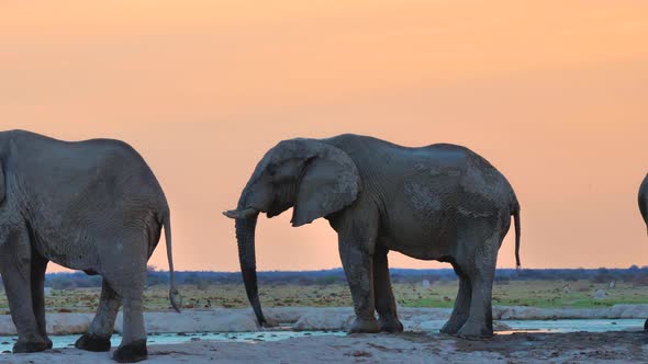 African Elephants Drinking From A Pond During Sunset - Medium Shot