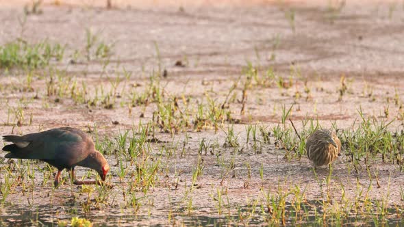 Goa, India. Grey-headed Swamphen Bird In Morning Looking For Food In Swamp, Pond. Porphyrio