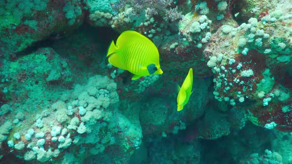 Tropical Fish on Vibrant Coral Reef