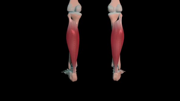 Soleus Muscles Full Roration Loop