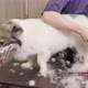 Professional woman groomer shaving dog with trimmer. Animal hair cut and pet care at home. - VideoHive Item for Sale