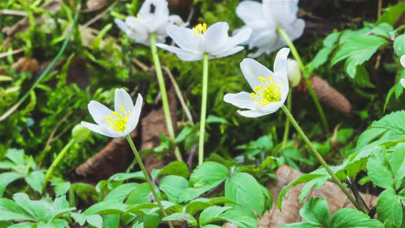 White Spring Flowers Wood Anemone Windflower Bloom Fast in Green Forest Nature