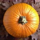 Pumpkin on Autumn Leaves - VideoHive Item for Sale