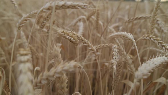 Wheat Field in Morning