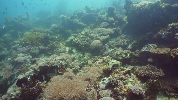 Coral Reef Tropical Fish