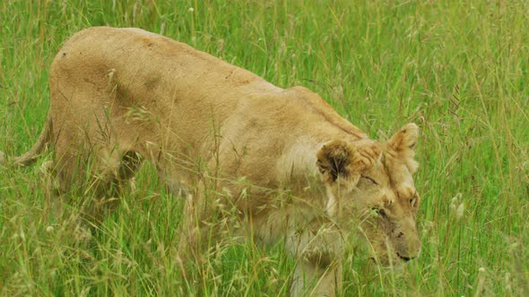 Lioness walking in the grass