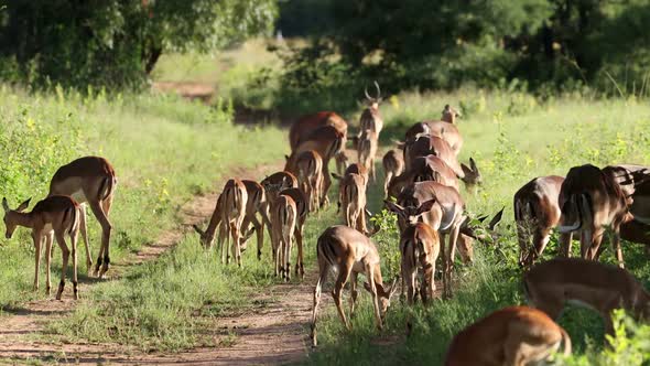 Impala Antelopes In Savanna Habitat - South Africa