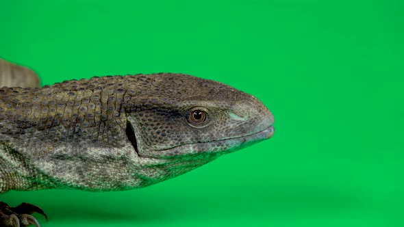 Savannah Monitor Lizard - Varanus Exanthematicus on Green Background. Close Up