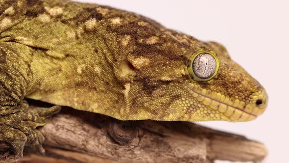 tokay gecko macro tongue licking 120fps super slomo close up