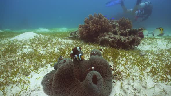 Clownfish Anemonefish in Anemone