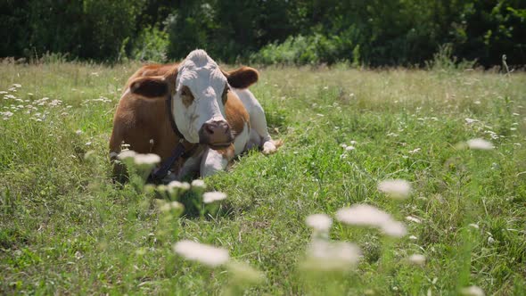 he cow is sleeping in the clearing.