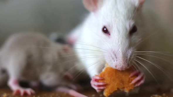 Closeup of Domestic White Pet Rat Eating Bread