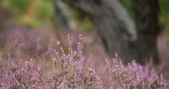 Heather flowers and chestnut trees. The Cevennes National park. Lozere department, France.