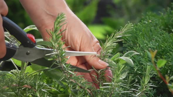 Female Hands are Cutting Off Fresh Green Rosemary Branch