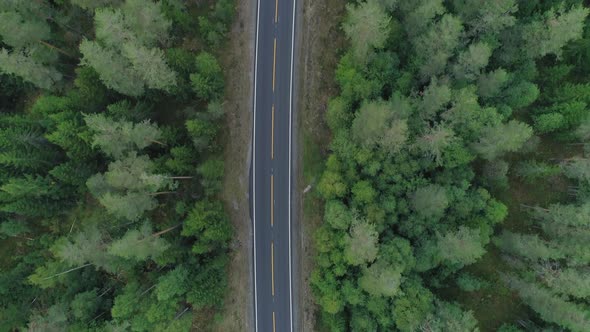 Asphalt Road in Green Forest