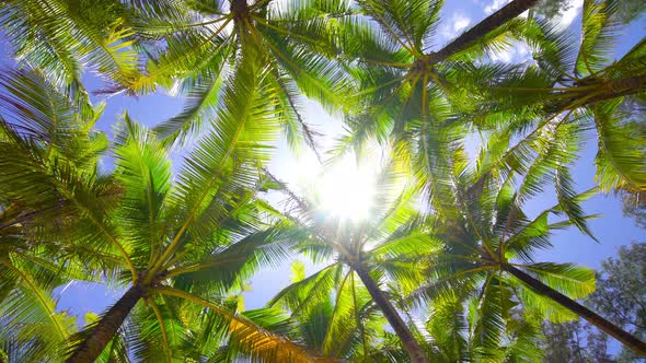 Low angle view Up camera under coconut tree Shot on gimbals high quality smooth movement