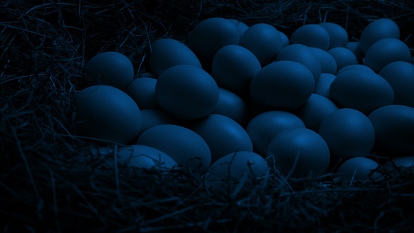 Nest With Many Eggs At Night