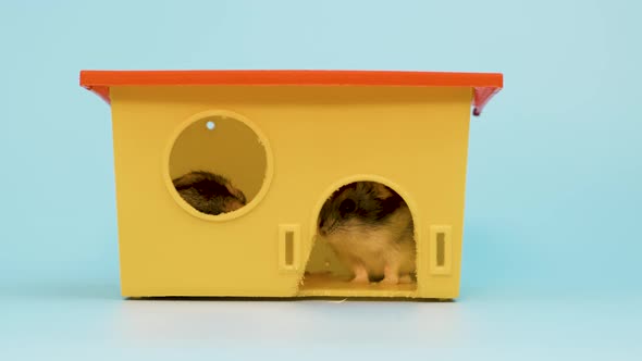 Closeup of a small funny miniature jungar hamster sitting at small yellow plastic rat house.