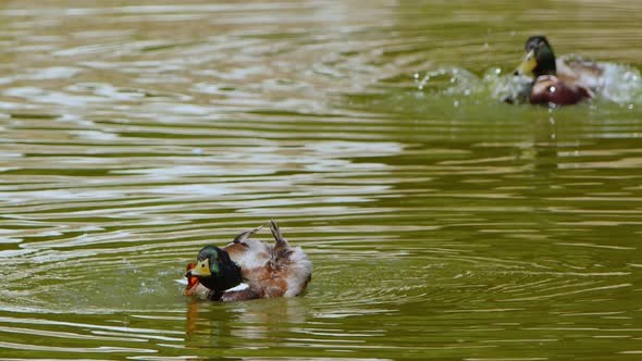 Duck In A Green Lake 2