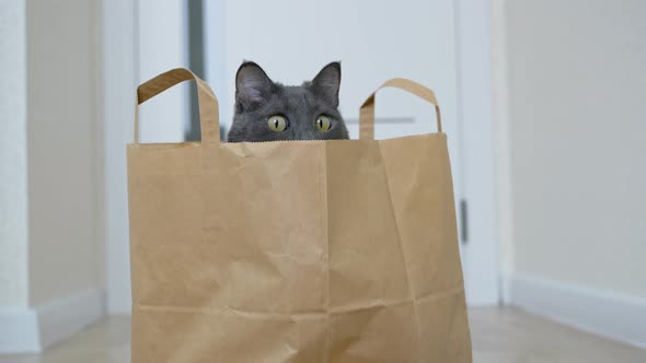 Yellow Cat Eyes Peek Out of a Paper Bag