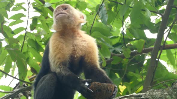 Capuchin monkey eating from a coconut and look curious around 