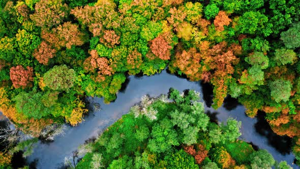 Top down view of autumn forest and river in Poland