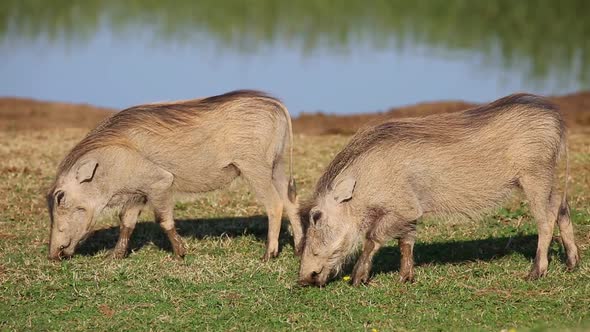 Warthogs Feeding In Natural Habitat