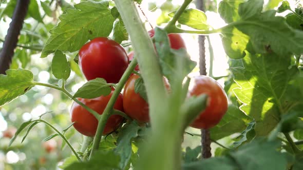 Closeup of Bright Sun Shiningh Through Leaves or Ripe Tomato at Backyard Garden