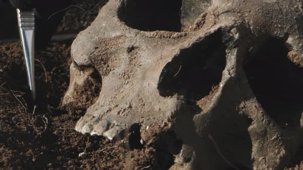 Excavation Process of Human Skull