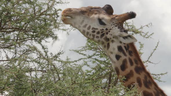 Big giraffe walking on the plains of Ngorongoro Tanzania