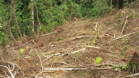 Drone deforestation scene slowly flying over a dry and logged part of the Amazonian rainforest 