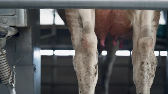 Process Automatic Cow Milking in Modern Farm