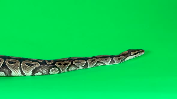 Royal Python or Python Regius Against a Green Background at Studio. Slow Motion