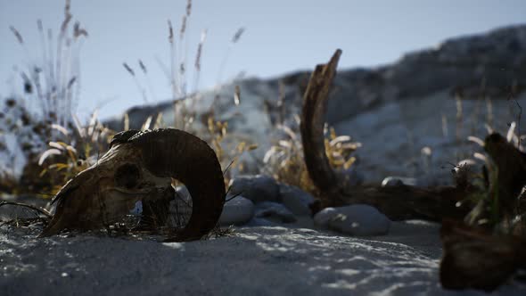 Skull of a Dead Ram in the Desert