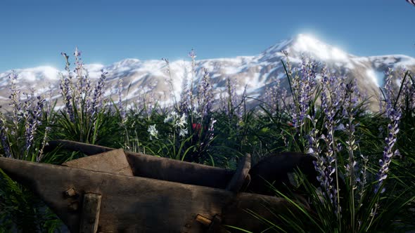 Lavender Field with Blue Sky and Mountain Cover with Snow