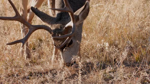 A herd of deer grazing in the Rocky Mountain National Park