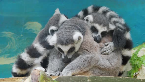 Group of Sleeping Ring-tailed Lemur, Lemur Catta, Large Strepsirrhine Primate.