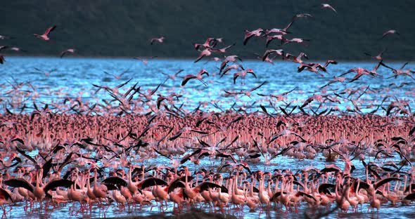 Lesser Flamingo, phoenicopterus minor, Group in Flight, Taking off from Water