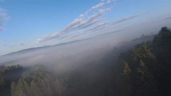 Aerial Fpv Drone Flying in the Misty Forest with Morning Fog on Sunrise