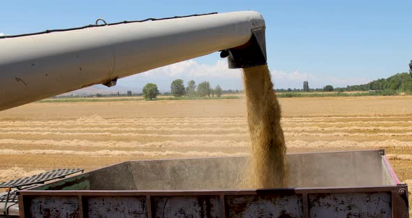 Wheat Grain Falling From Combine Auger Into Grain Cart. Combine Harvester Unloading Wheat