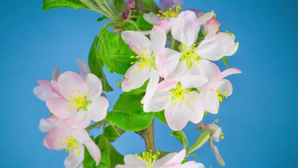 White Apple Tree Flowers