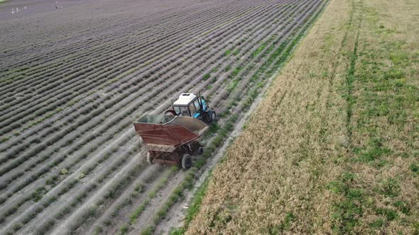 Aerial Drone View of a Tractor Harvesting Flowers in a Lavender Field