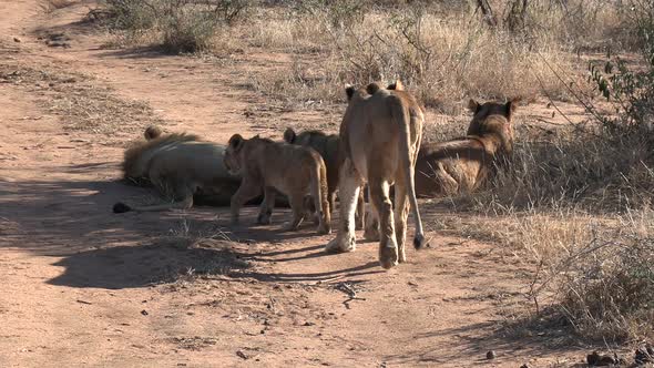 Close view of pride of lions moving around by dirt road in sunlight