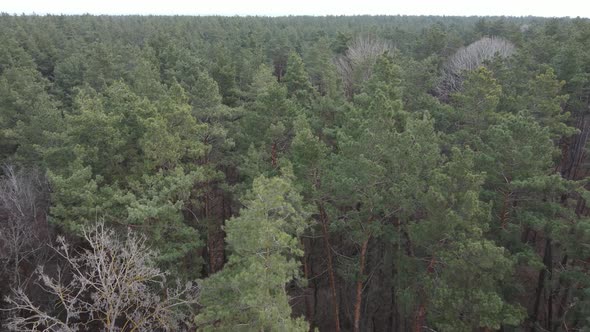 Trees in a Pine Forest During the Day Aerial View