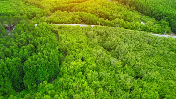 Beautiful mangrove forest. Aerial view from a drone. 4K