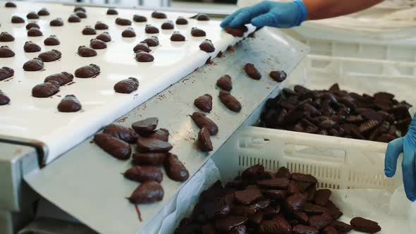 Chocolate Candies Lying on Conveyor. Candy Factory.